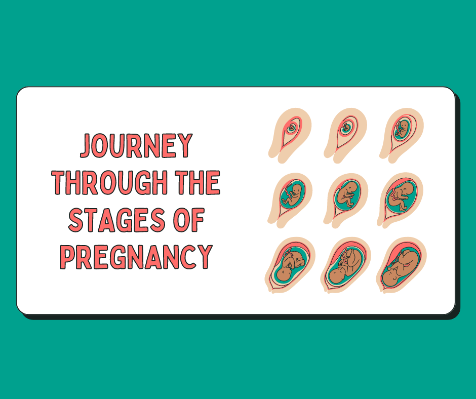 Journey through the Stages of Pregnancy